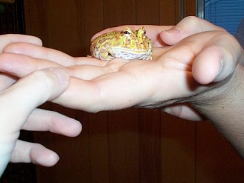 Tommy the Toad
